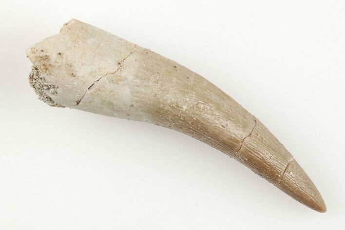 Fossil Plesiosaur (Zarafasaura) Tooth - Morocco #196709